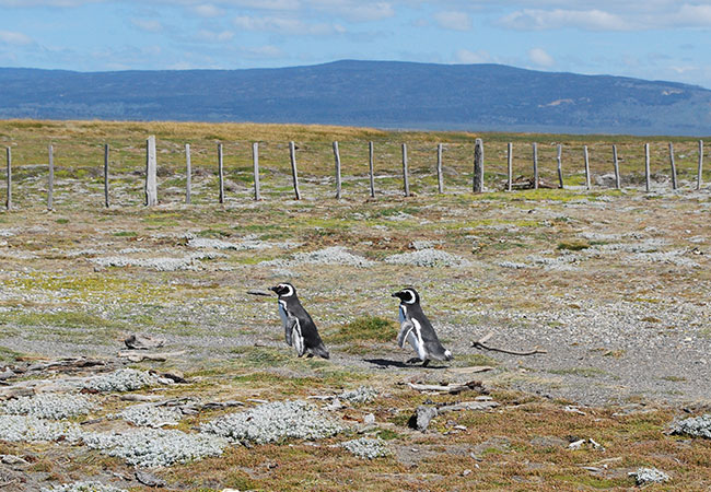 La-Pingüinera-de-Otway-y-su-paisaje