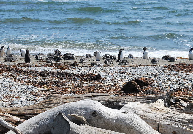 La-Pingüinera-de-Otway-y-sus-pingüinos