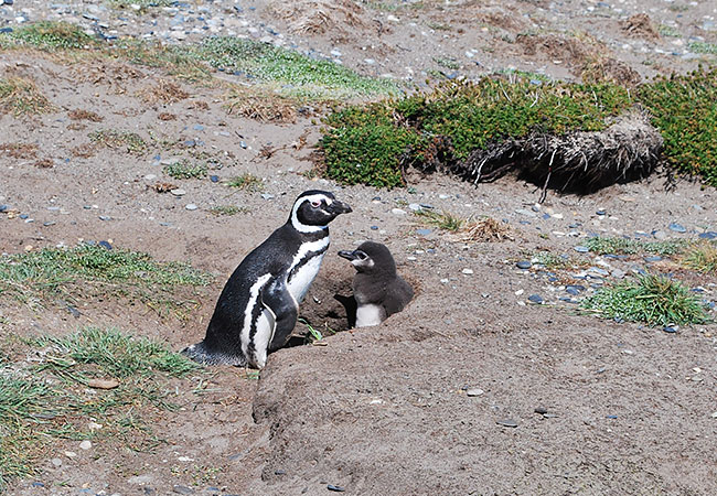 La-Pingüinera-de-Otway