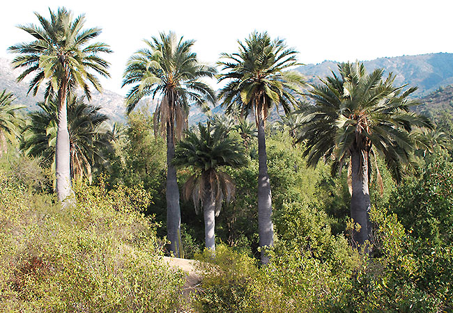 Parque-Nacional-La-Campana