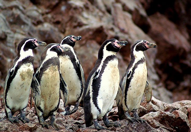 Pingüino-de-Humboldt-Chile