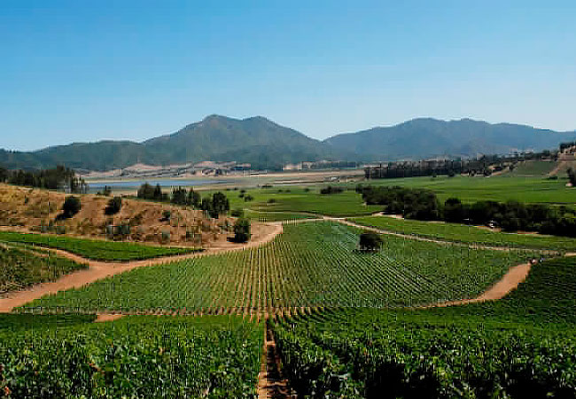 Valle-de-Casa-Blanca-Viñedo-Chile