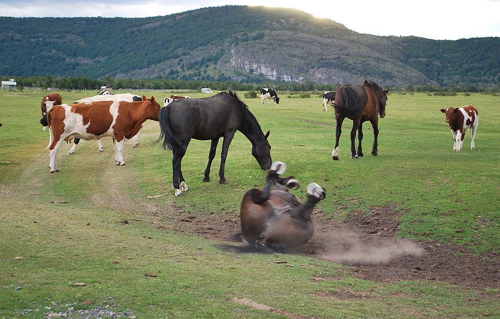 Caballos-en-Torres-del-Paine