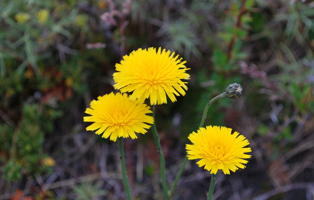 Flores-en-Torres-del-Paine