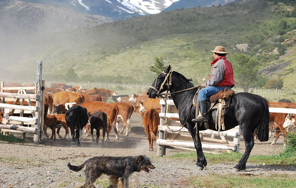 Pastoreo-en-Torres-del-Paine